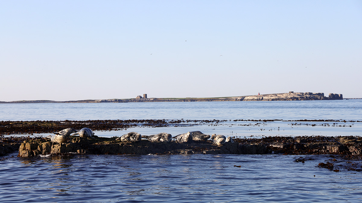 Grey Seales at the farne Islands.